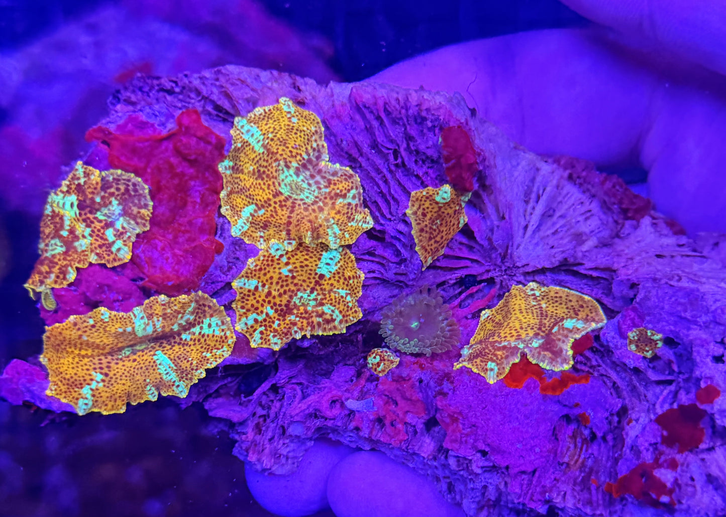 Mushroom rock