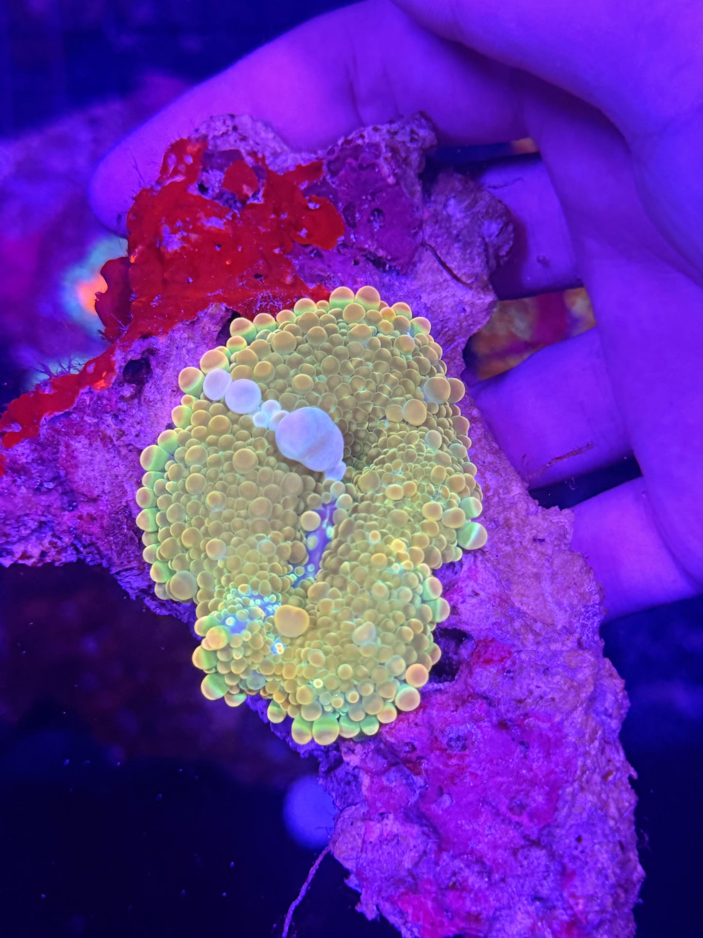 Bounce mushroom