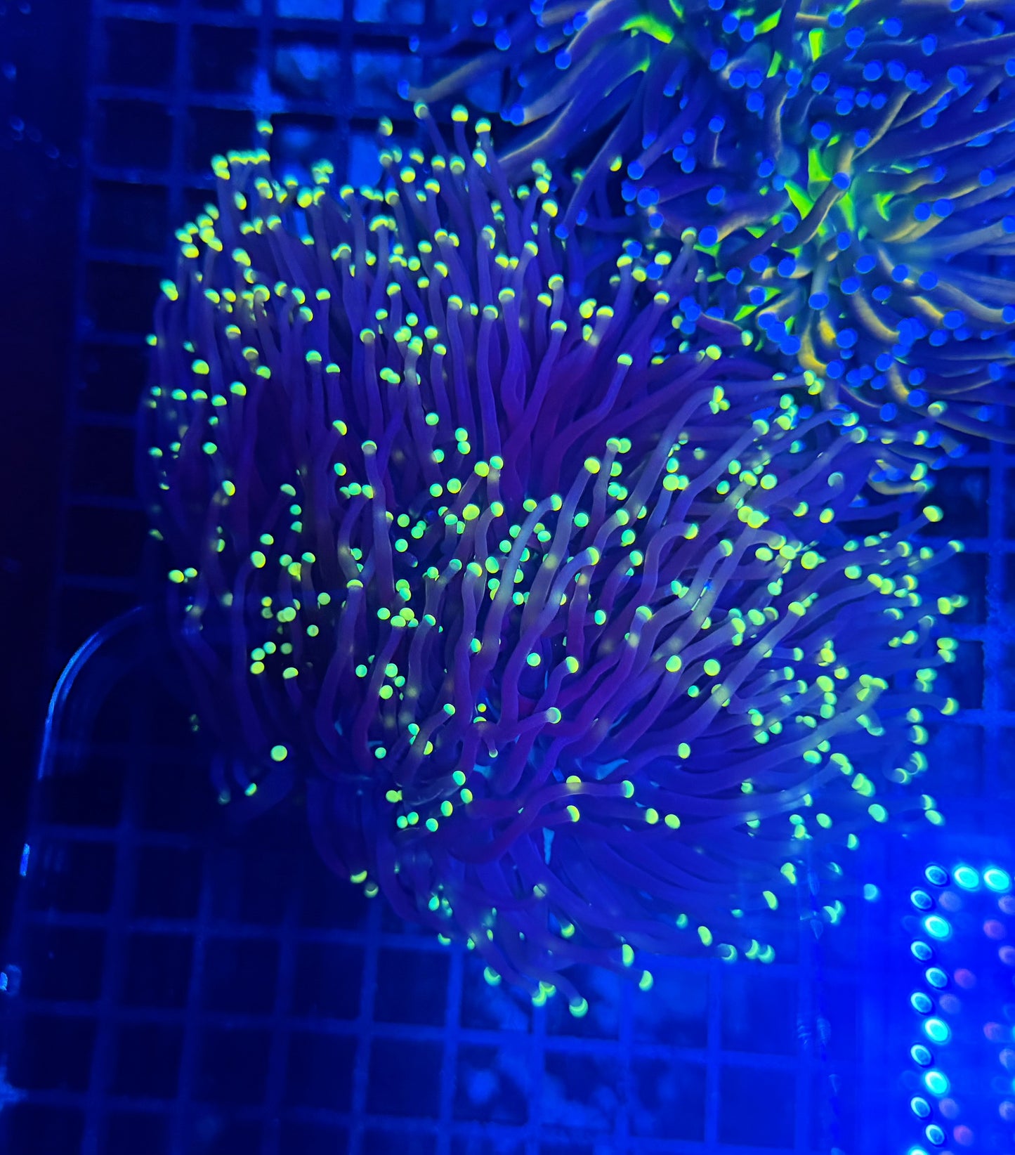 Neon tip colony
