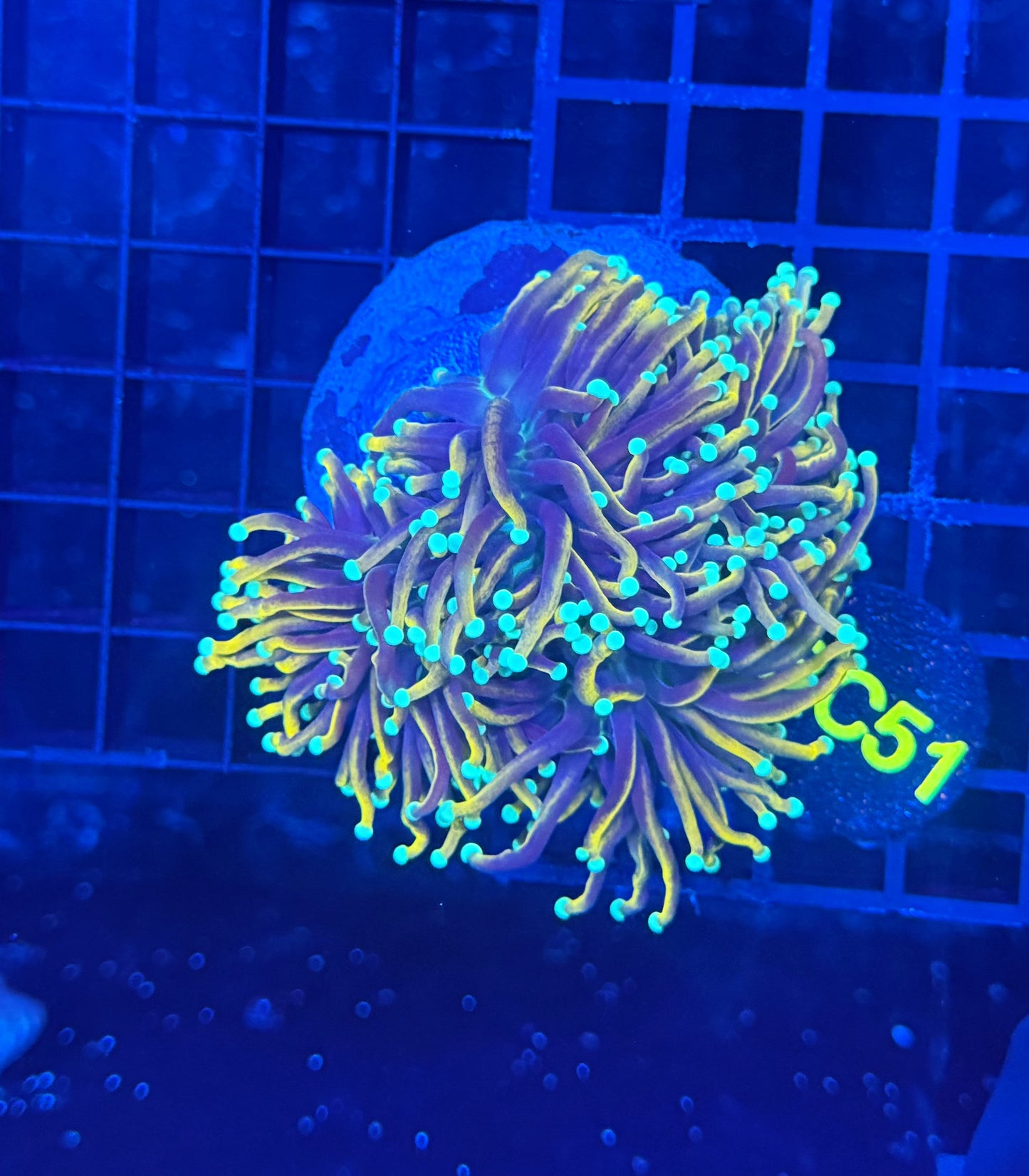 Indo gold colony small
