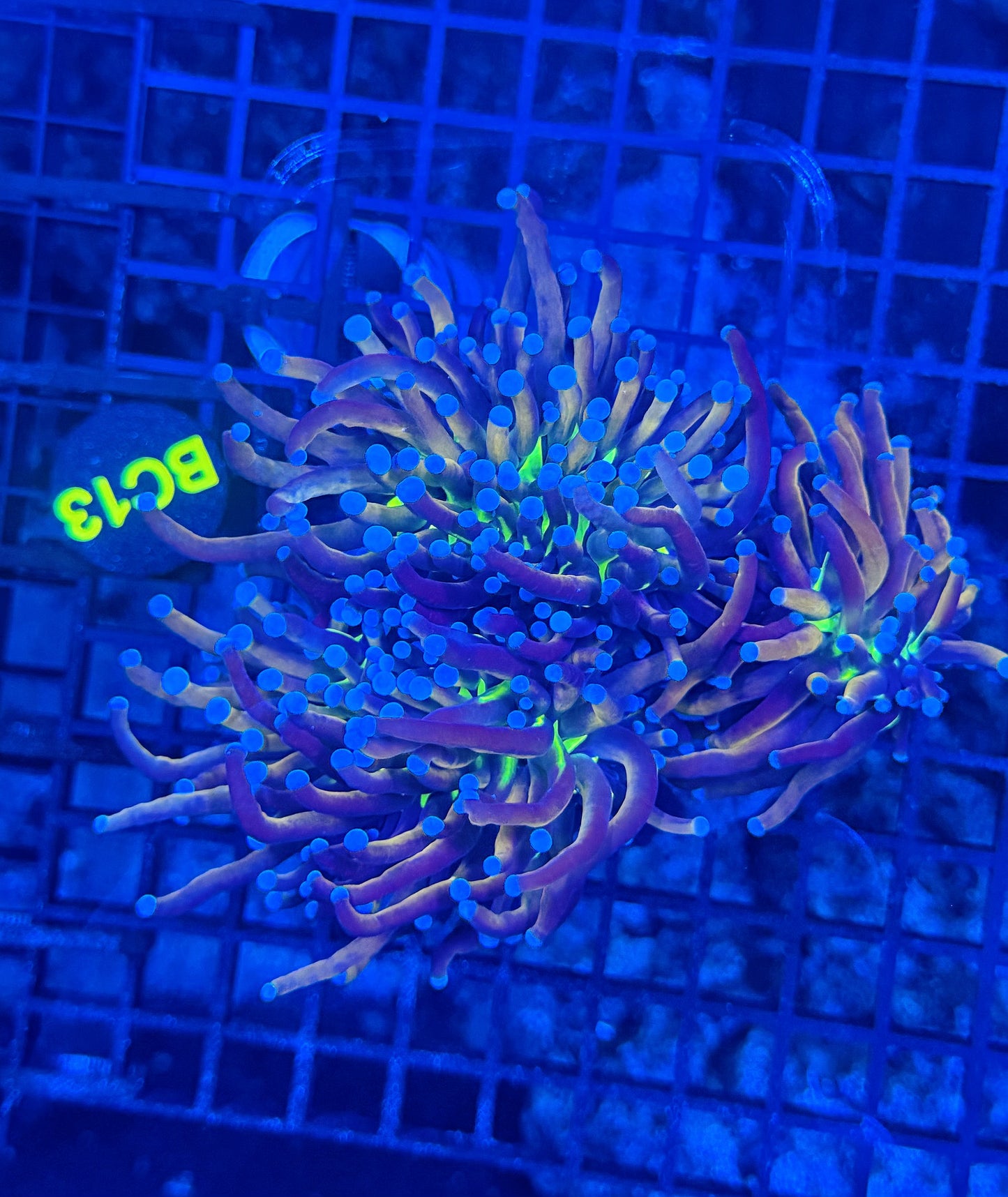 24k tiger Knicks 3heads