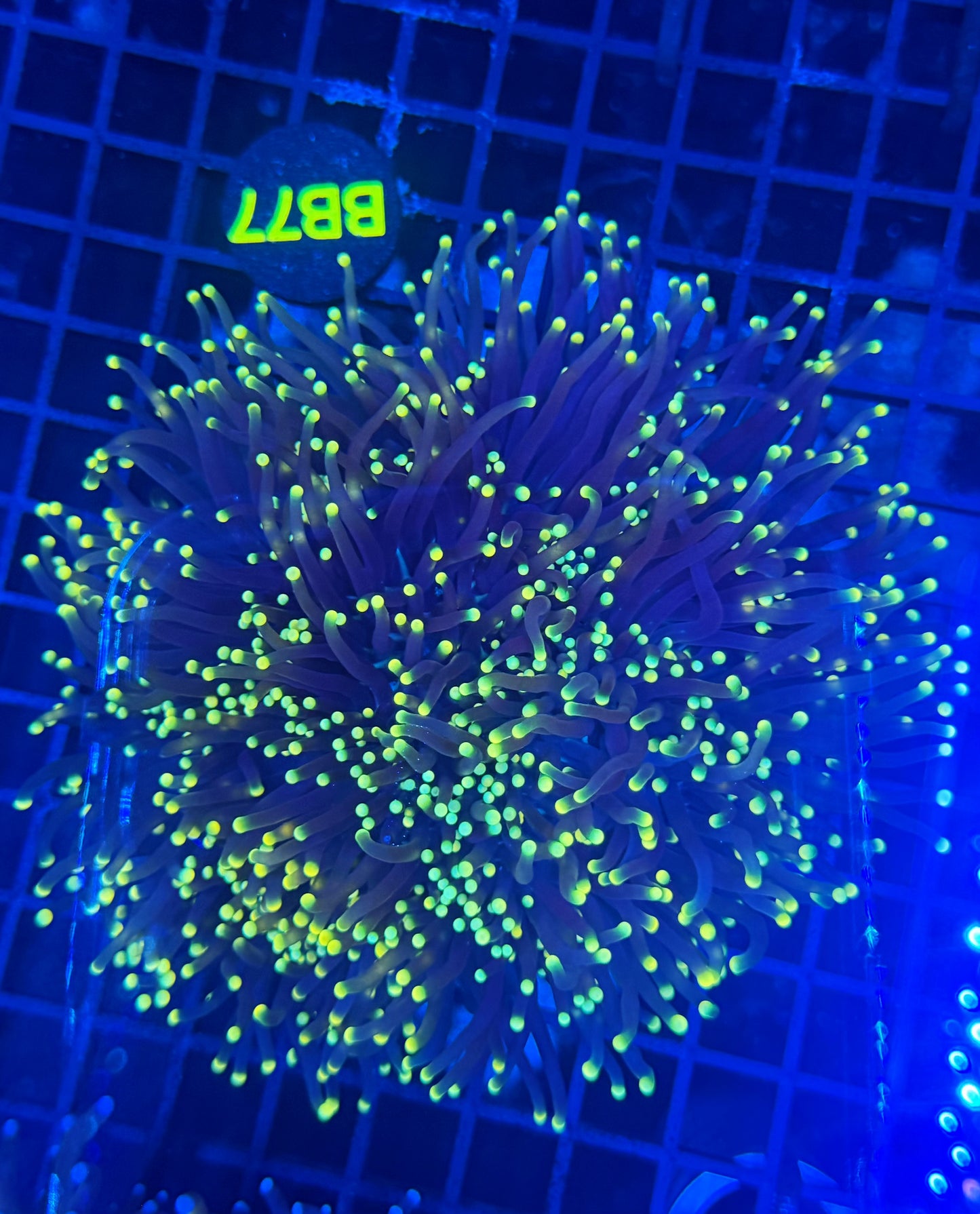Neon tip colony