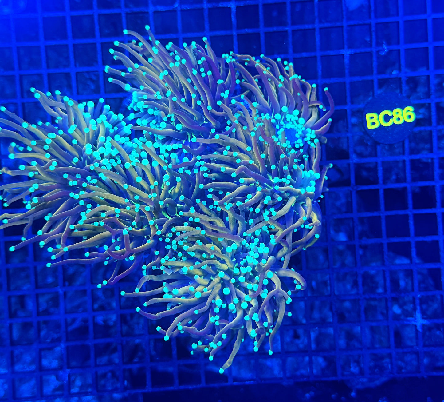 Indo gold colony large