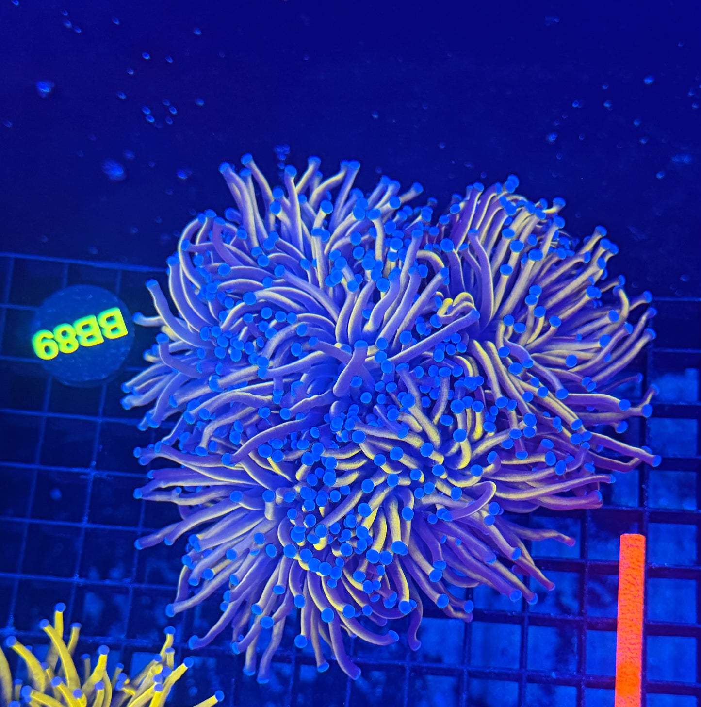 24k colony