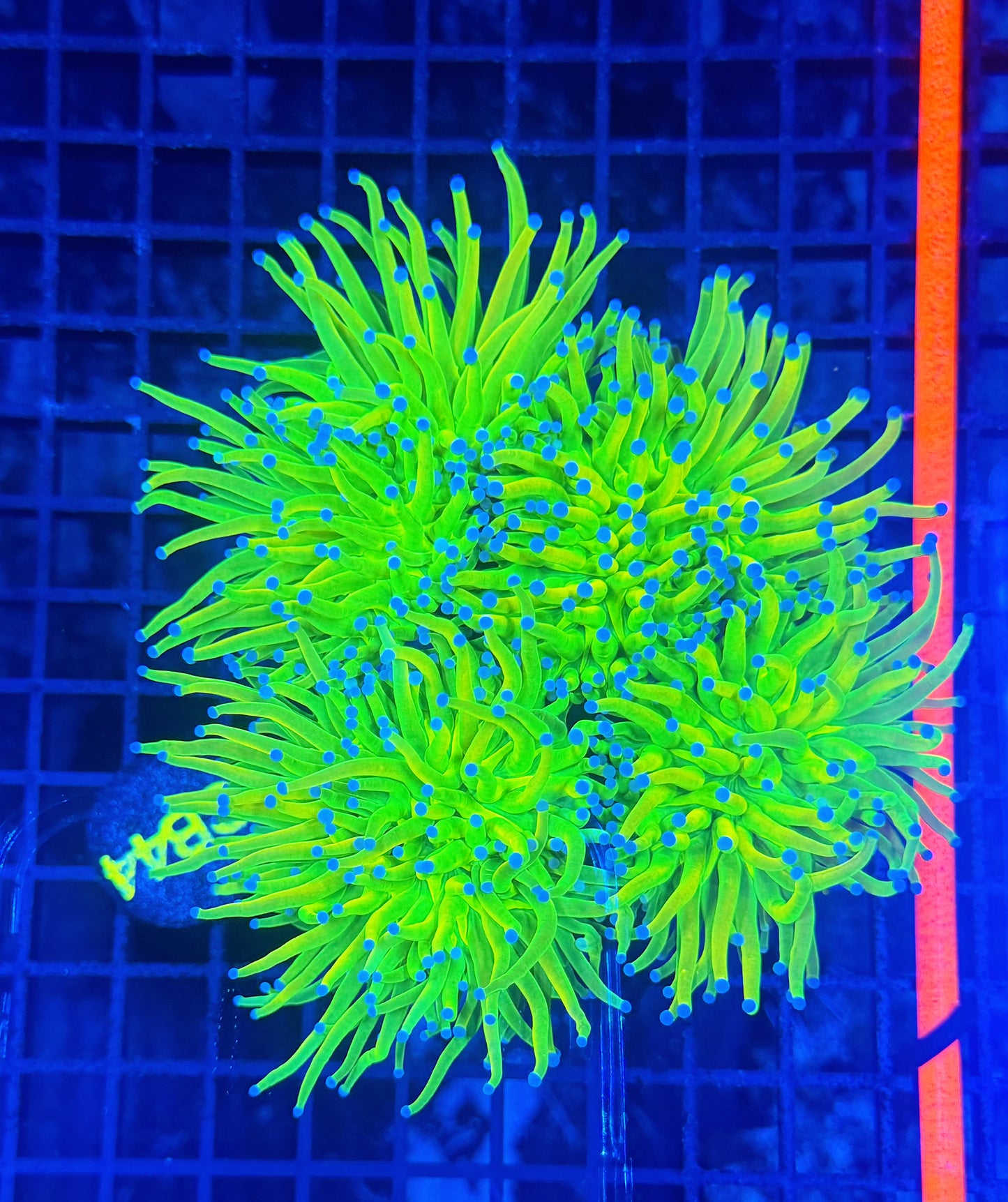 OG hg 4+ heads colony
