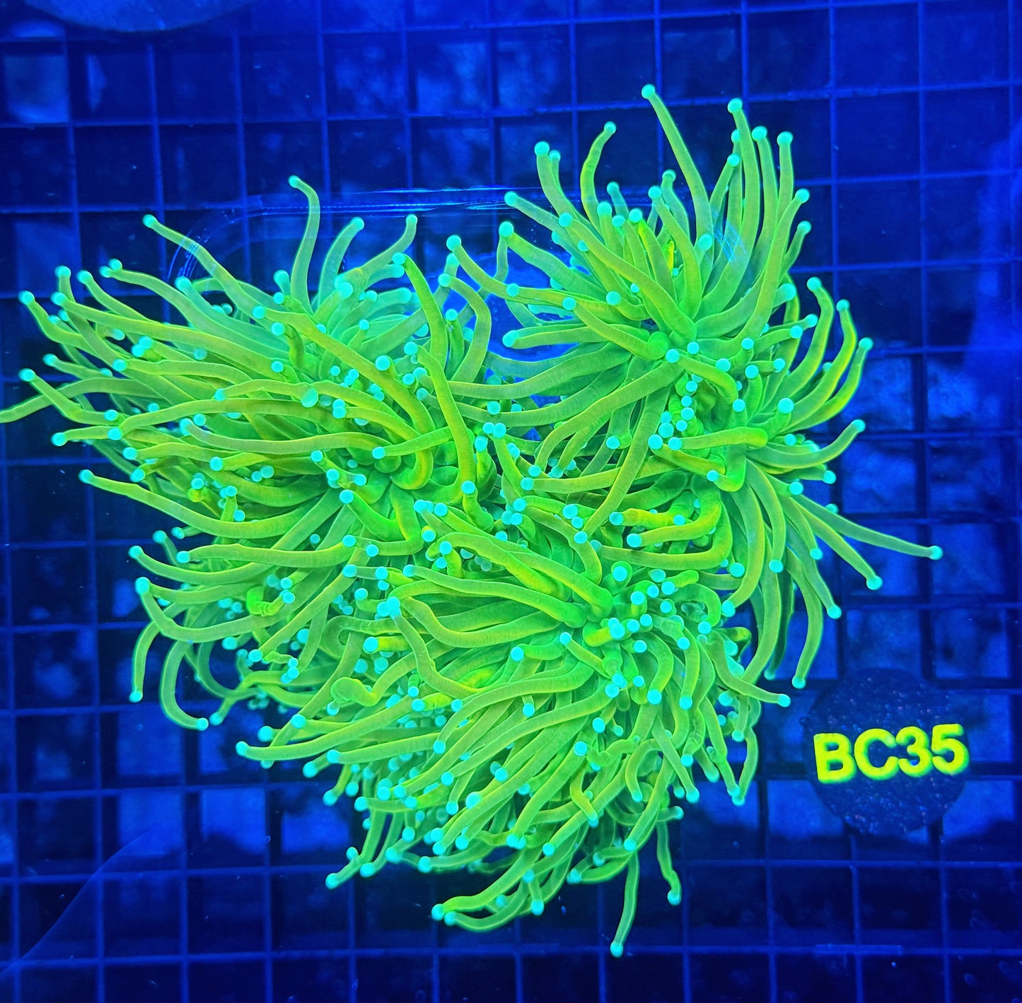 Teal tip master 5+ heads