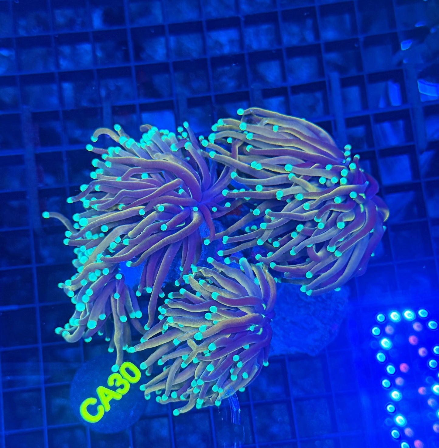Indo gold colony