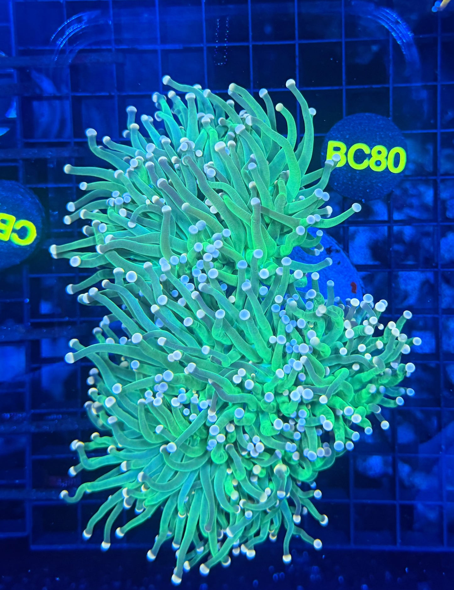 Indo green colony small