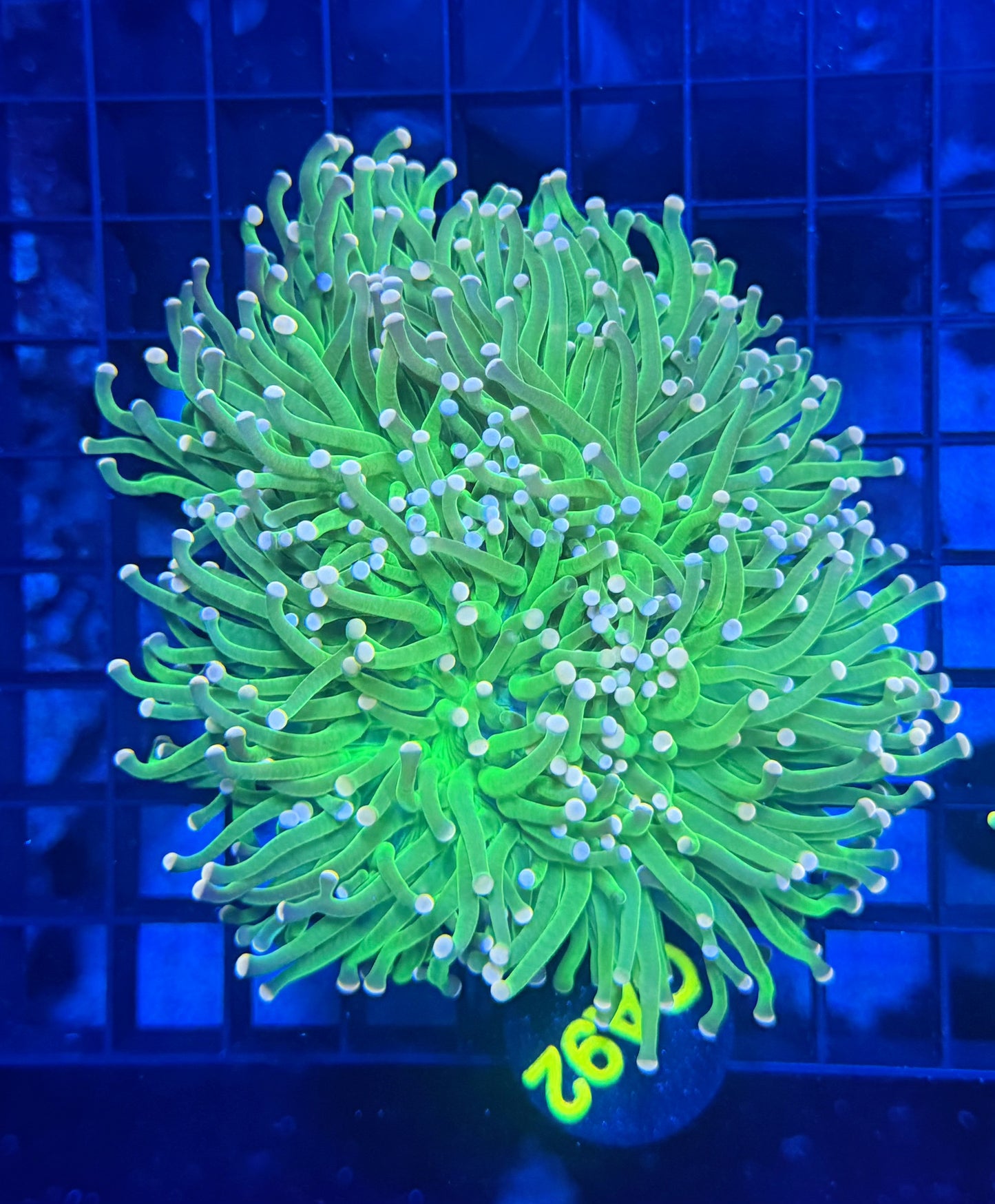 Indo green colony small