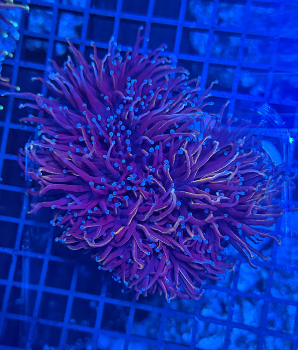 24k colony