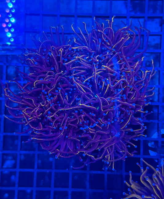 24k colony