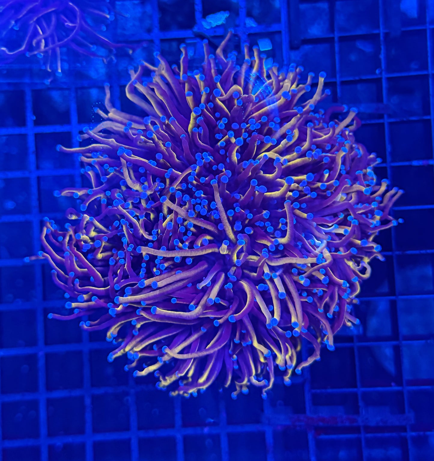 24k colony