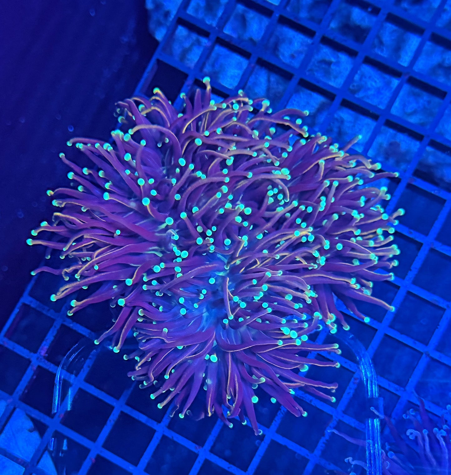 Indo gold colony
