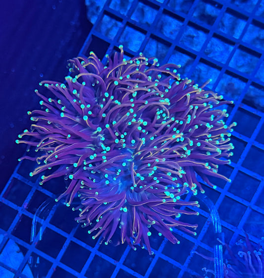 Indo gold colony