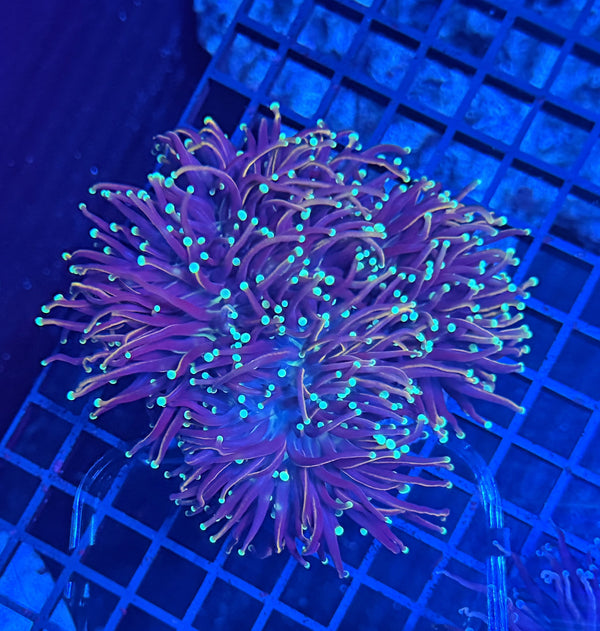 Indo gold colony