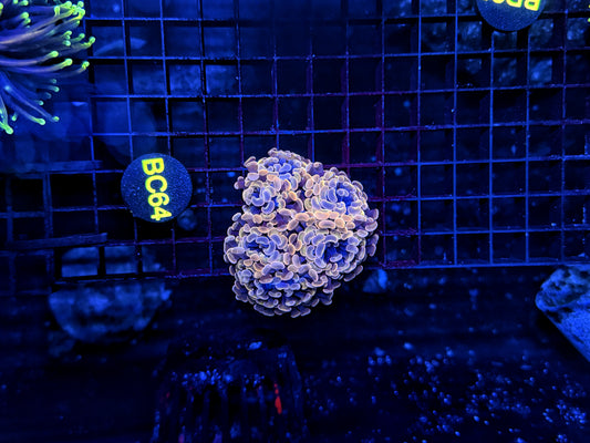 hammer mini colony