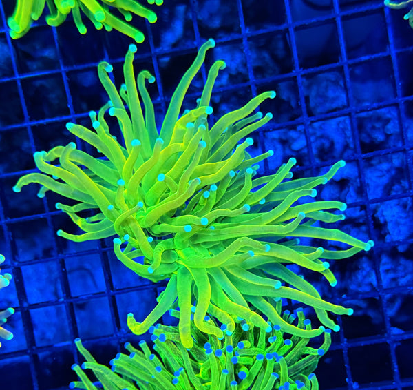 Teal tip master large