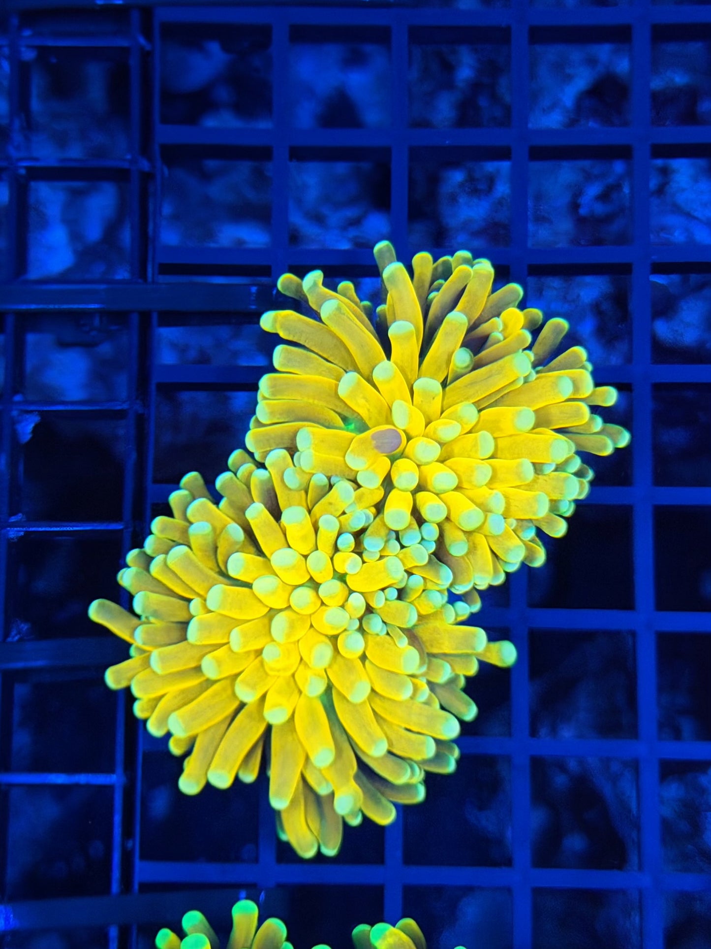 Rare yellow tip reverse banana double
