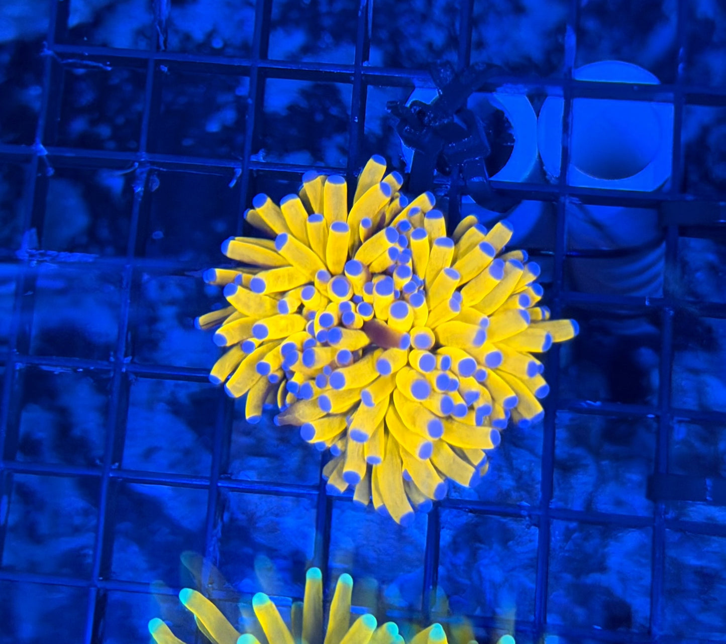 Malay tartar gold