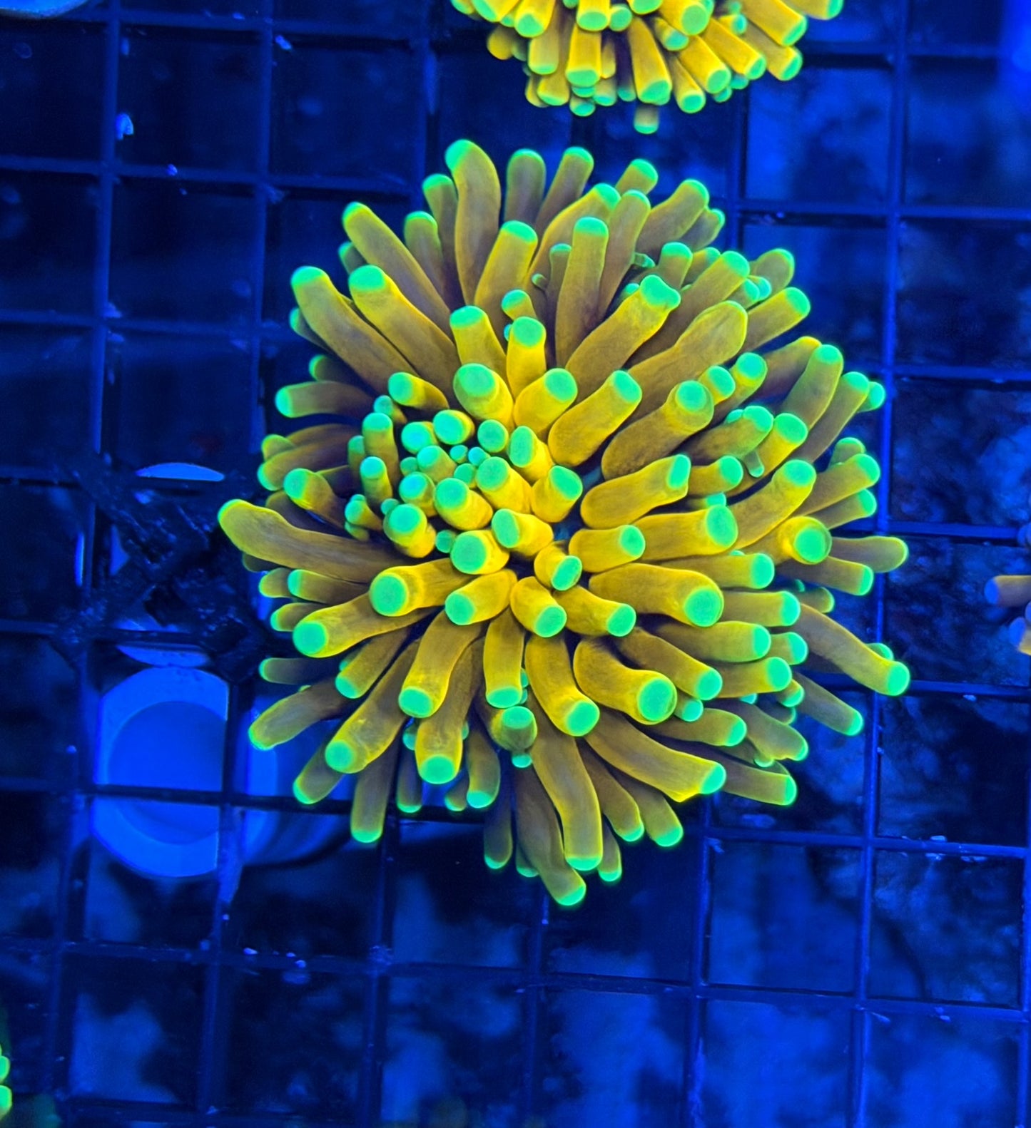 Asian banana  bronze color (retail grade)