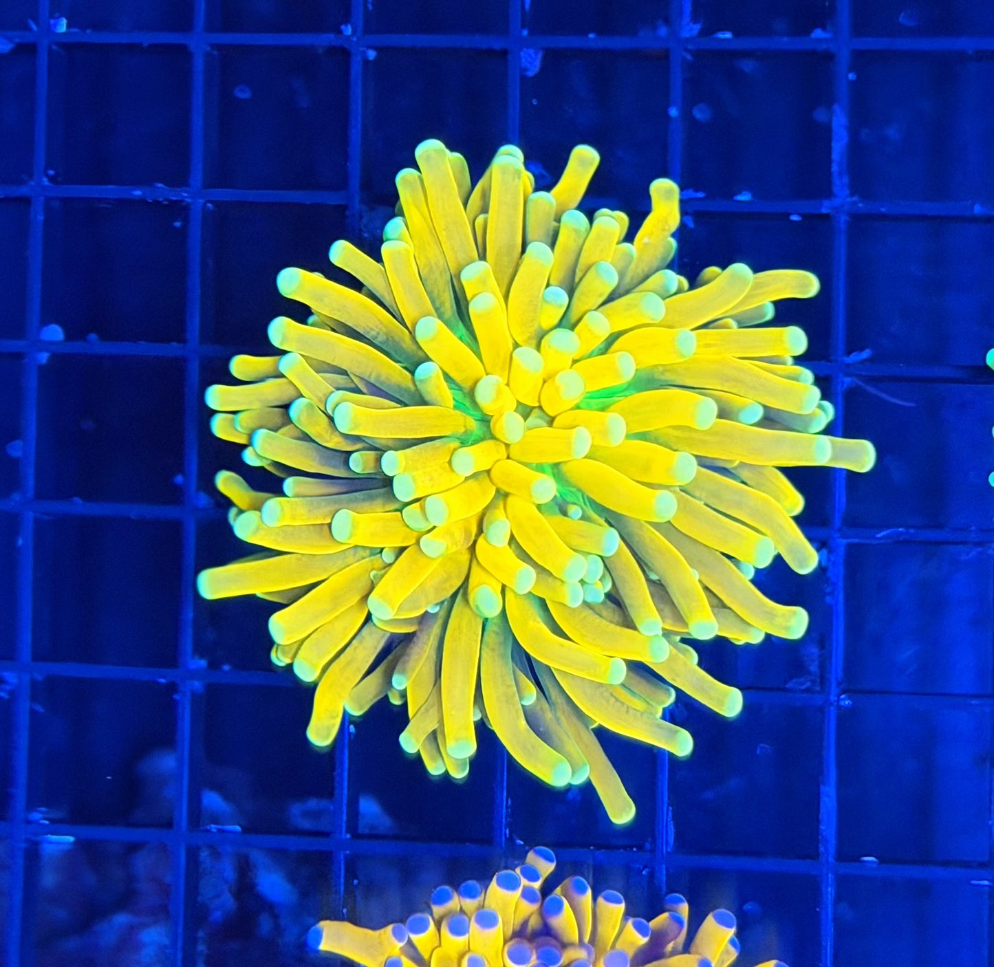 Rare yellow tip reverse banana