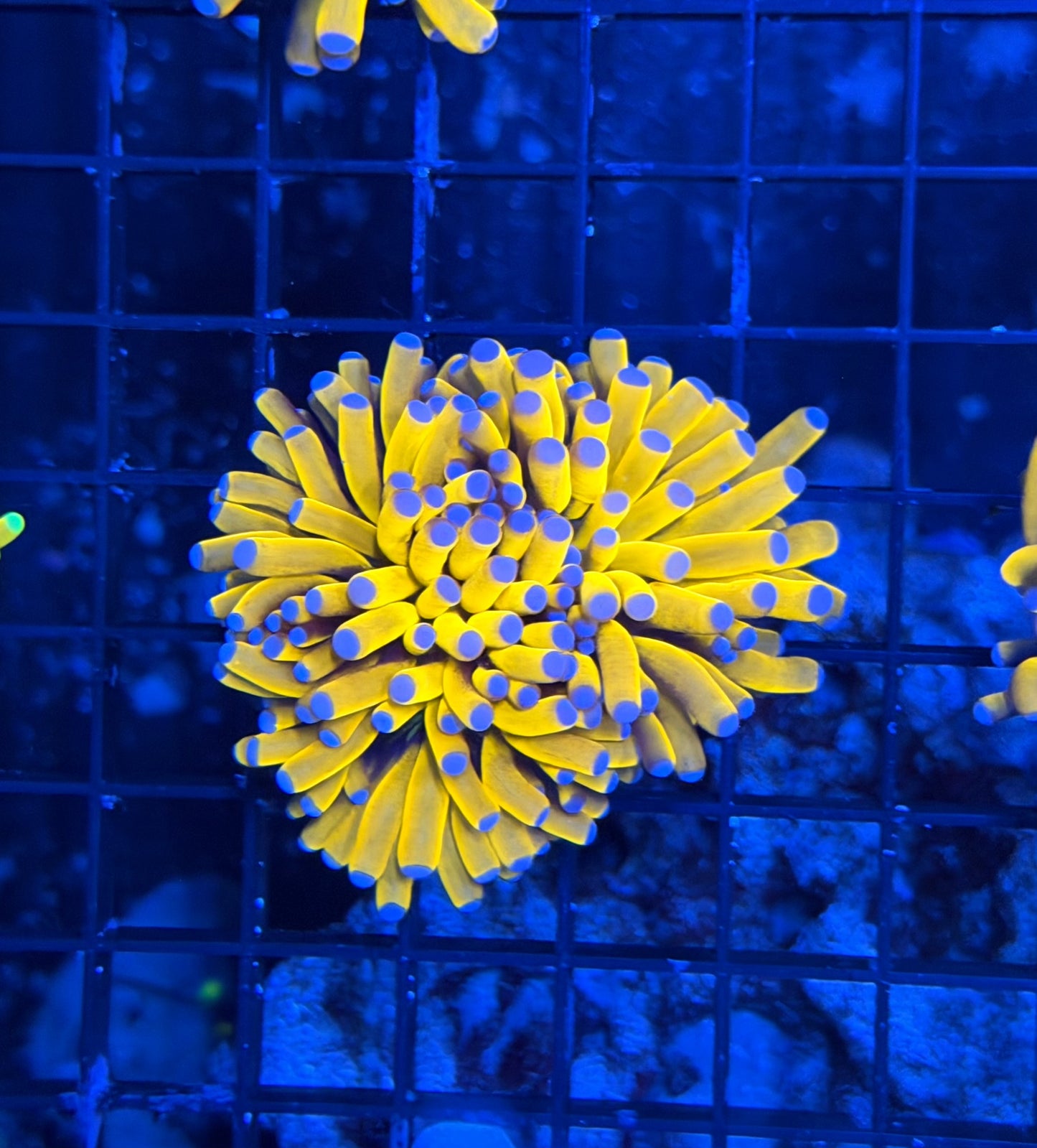 Malay tartar gold