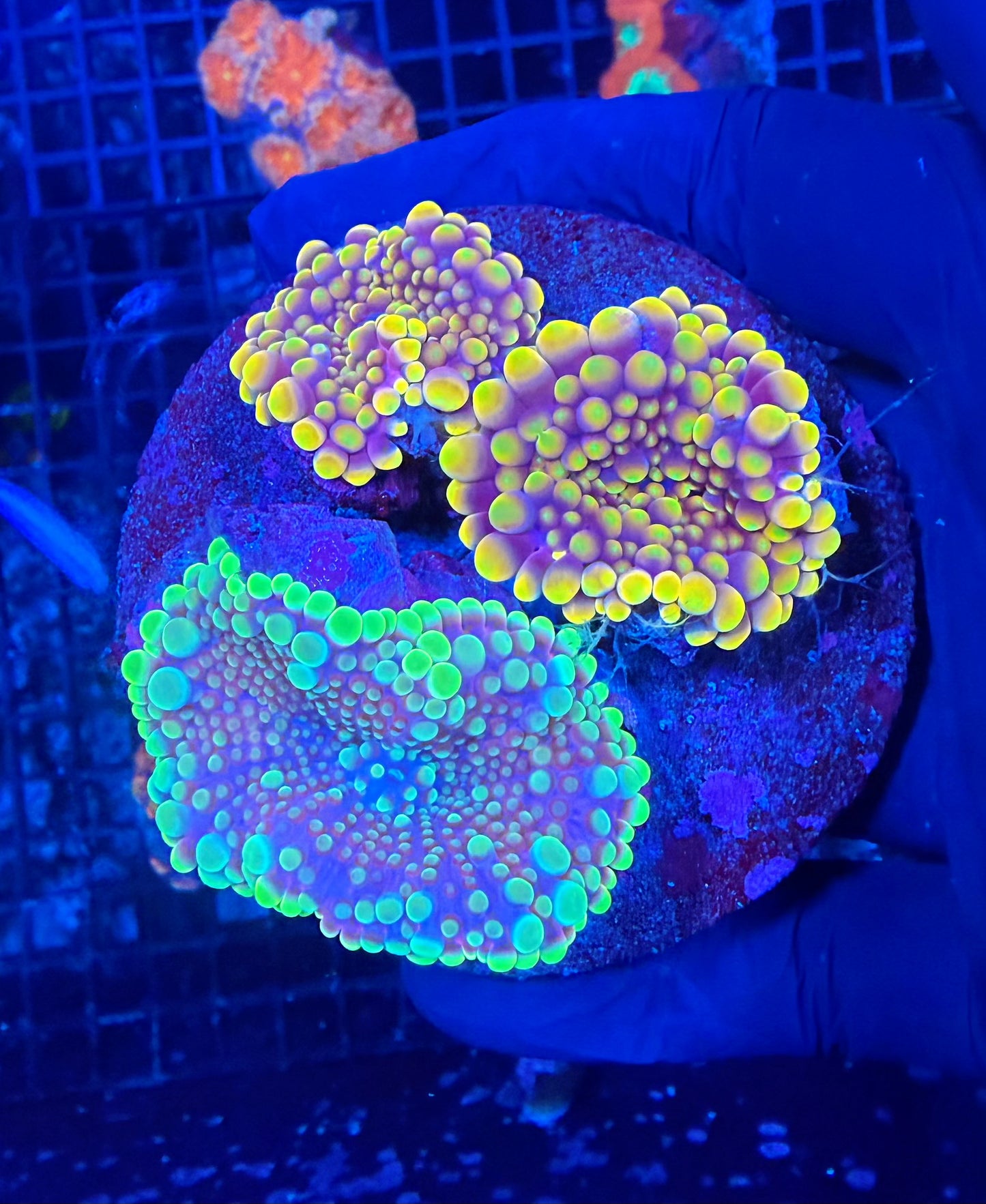 Malay bouncing mushroom x3