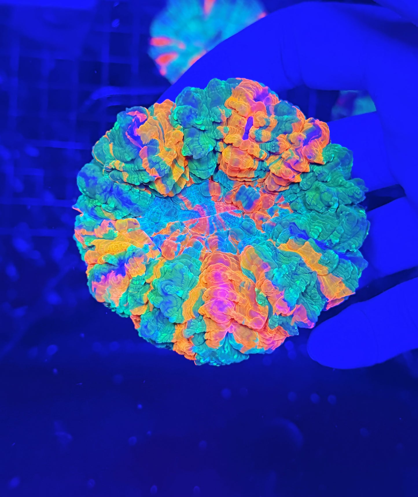 Ultra rainbow acantho (top has a tiny spike out)