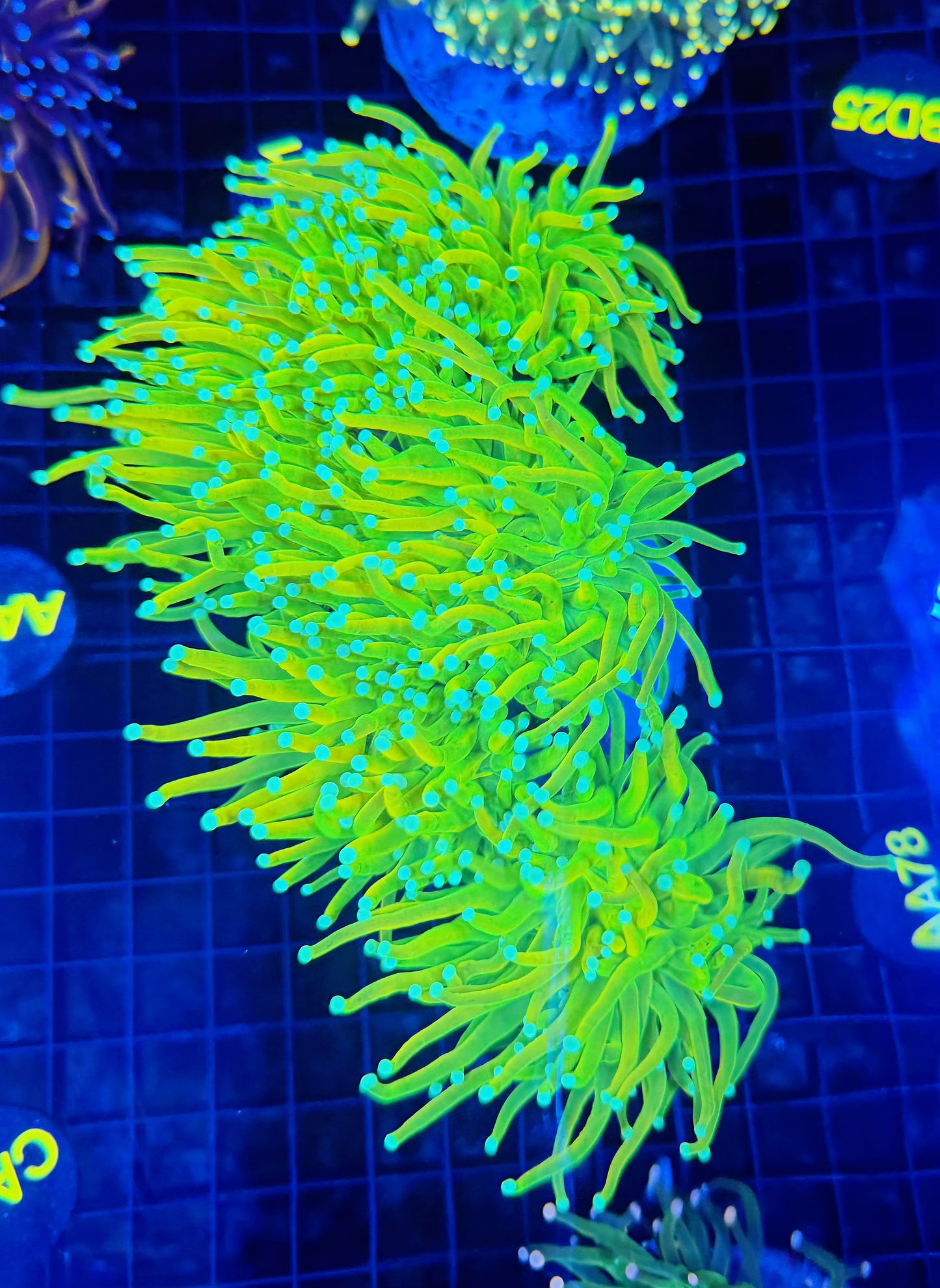 OG master colony 5+ heads