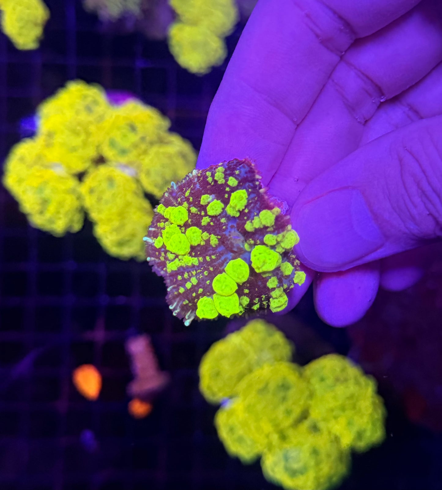 Green bounce mushroom