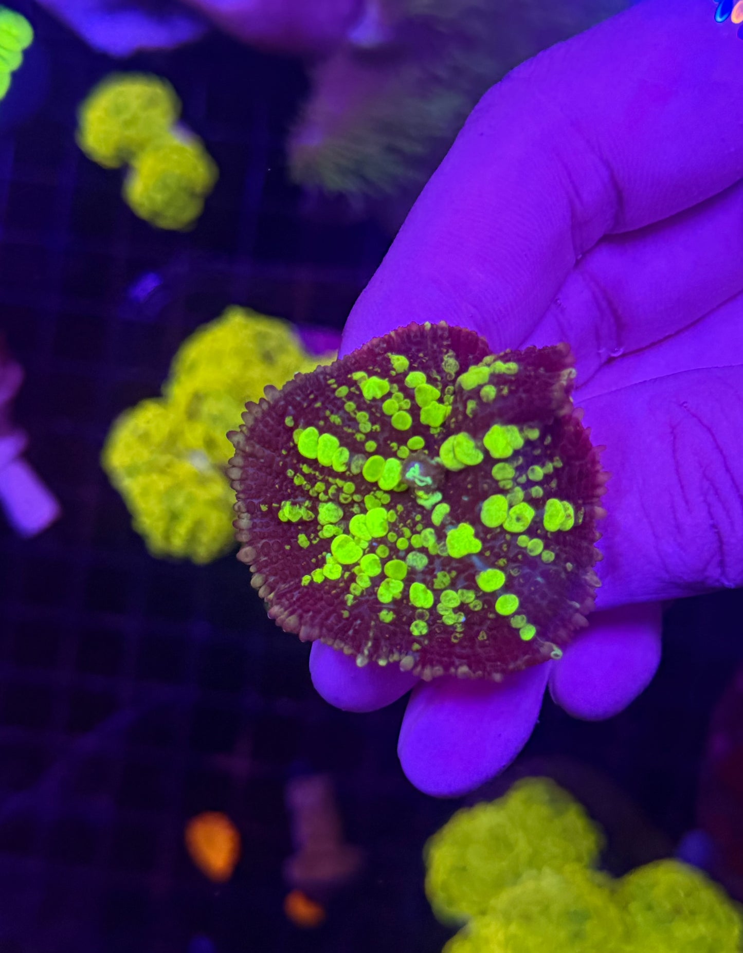 Green bounce mushroom