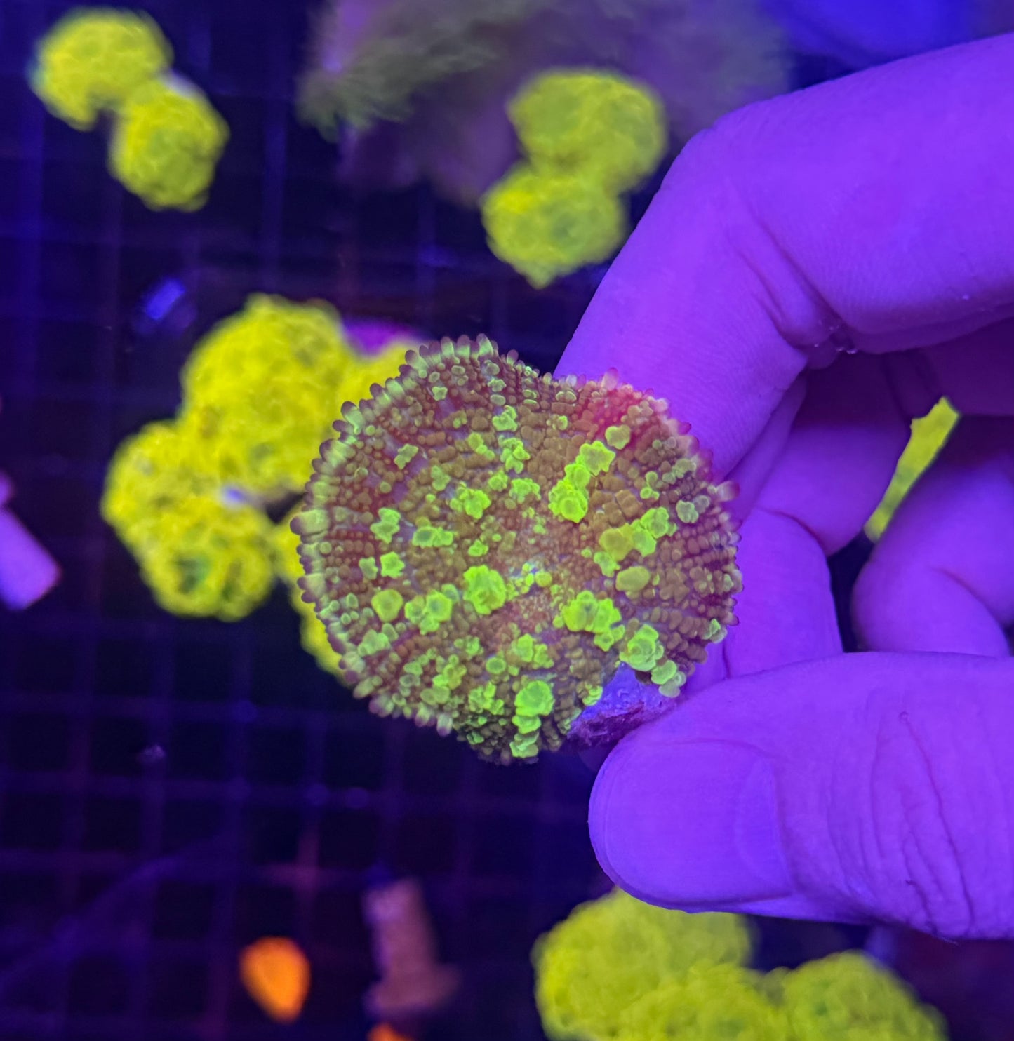 Green bounce mushroom