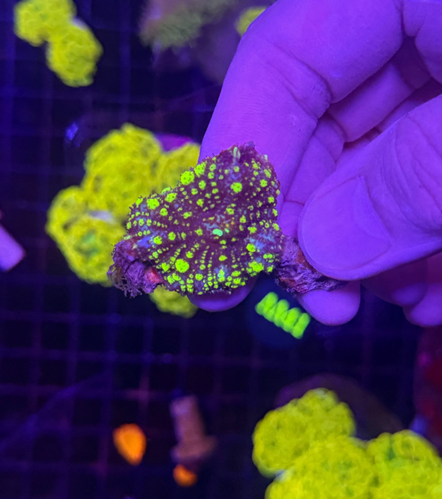 Green bounce mushroom