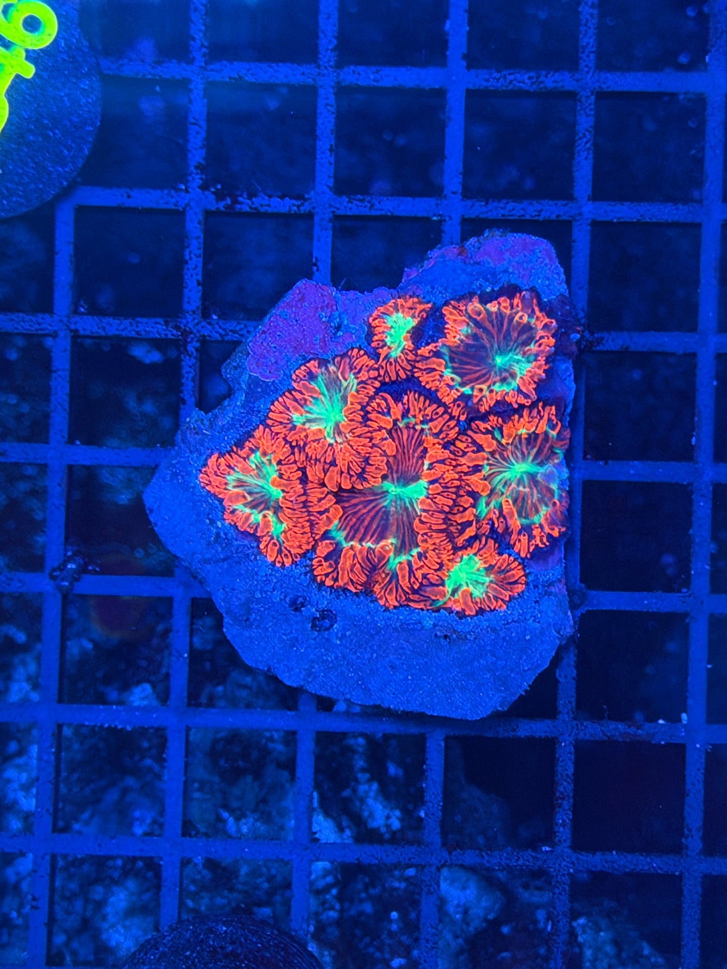 Rainbow blasto Colony