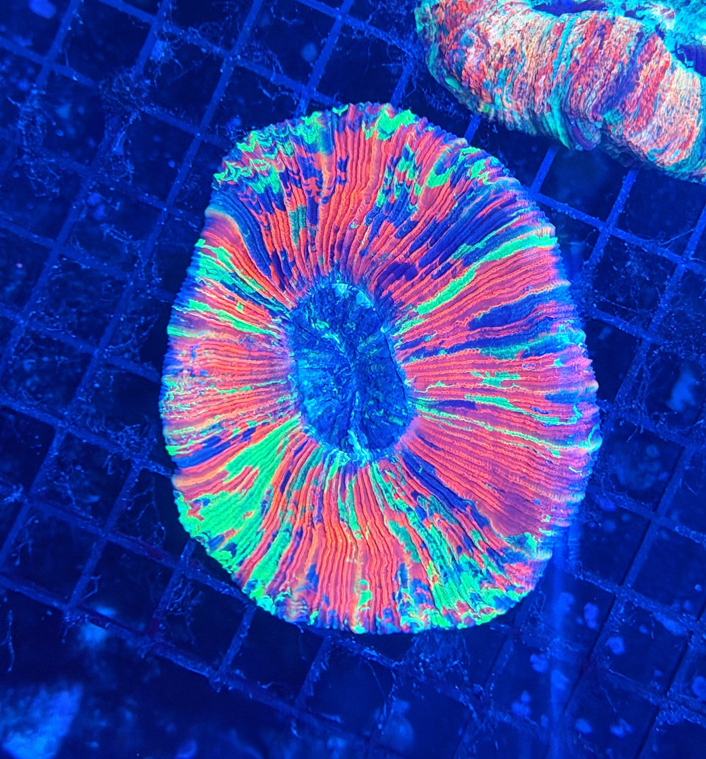 rainbow trachy clearance
