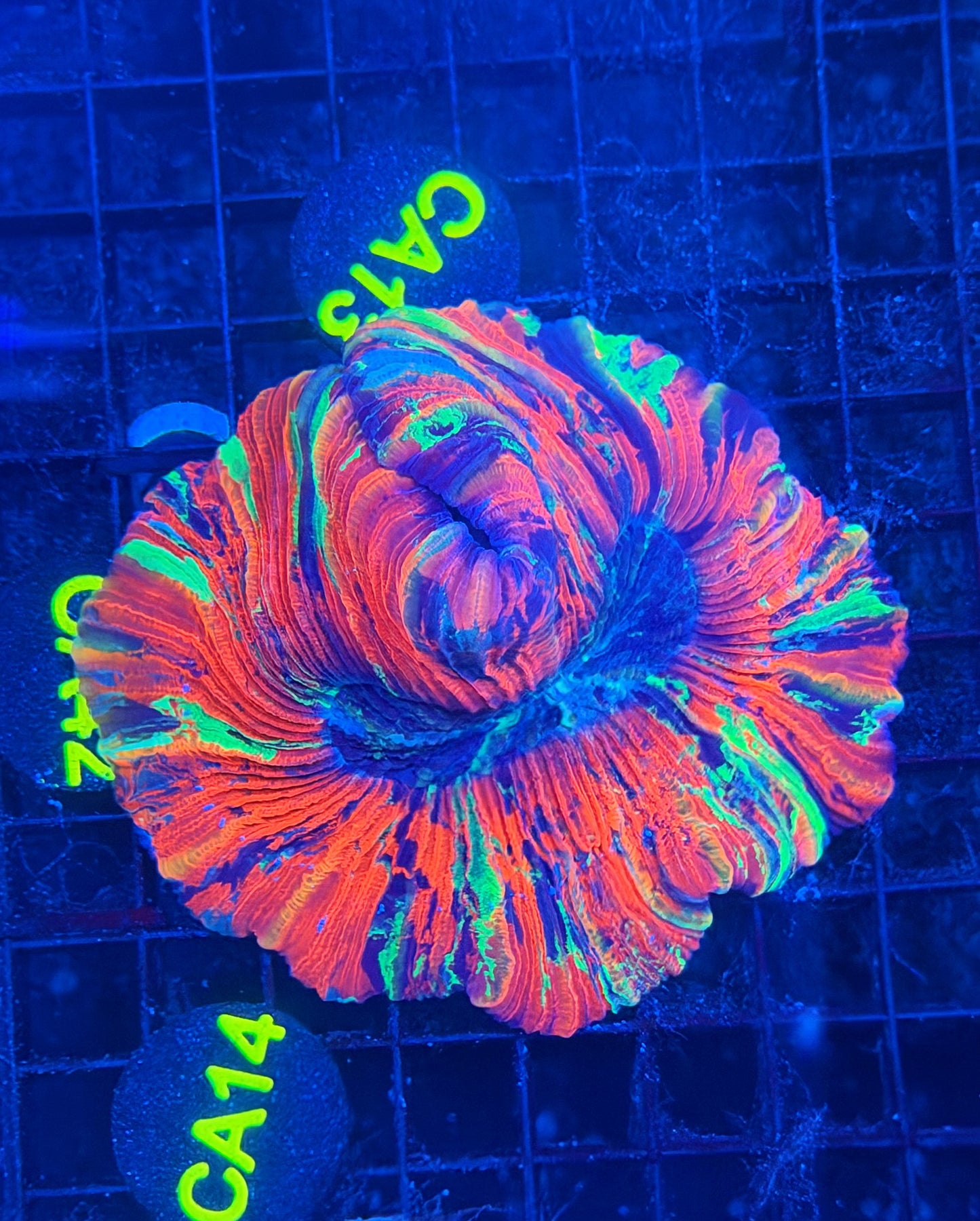 rainbow trachy clearance