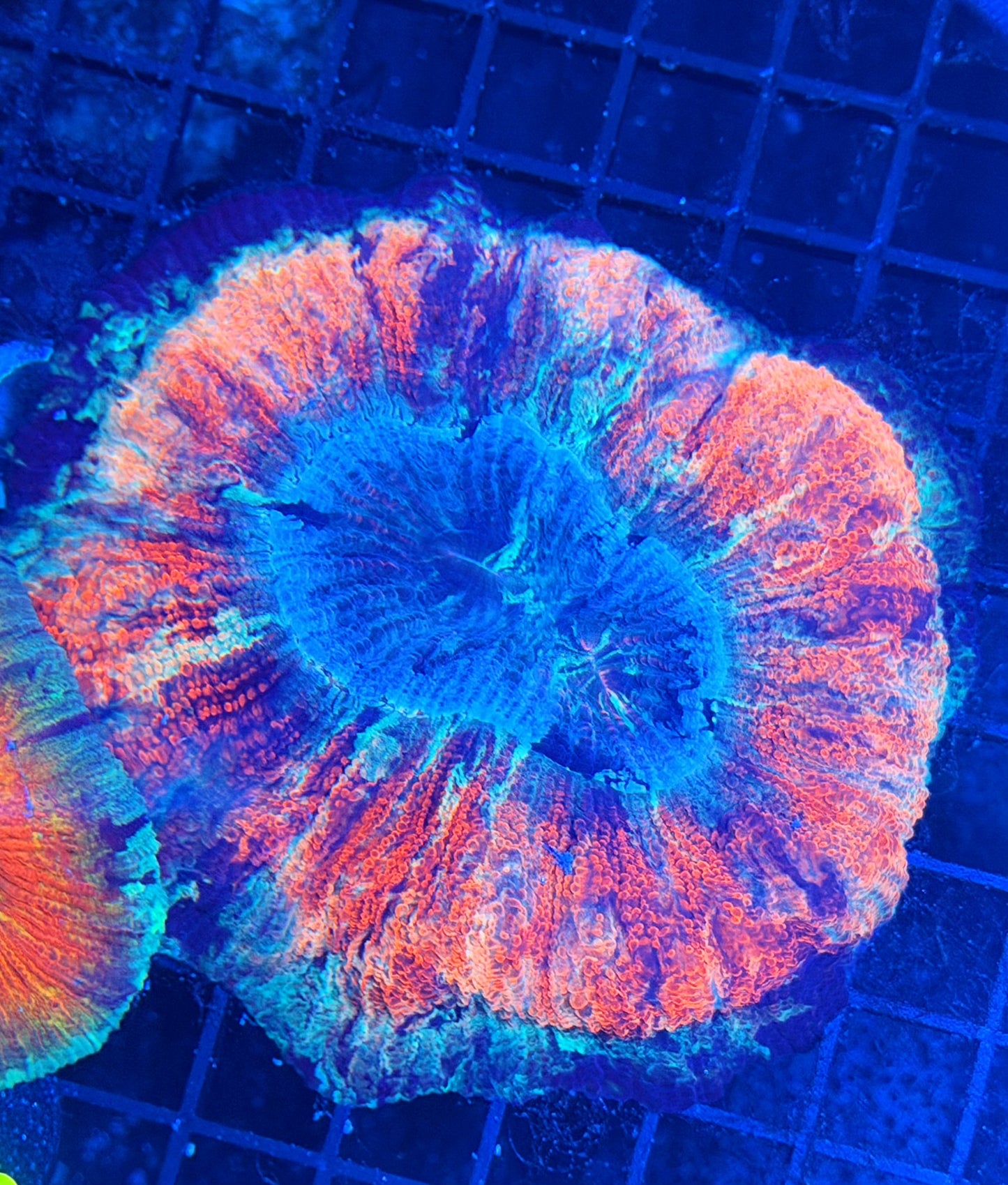 rainbow trachy clearance