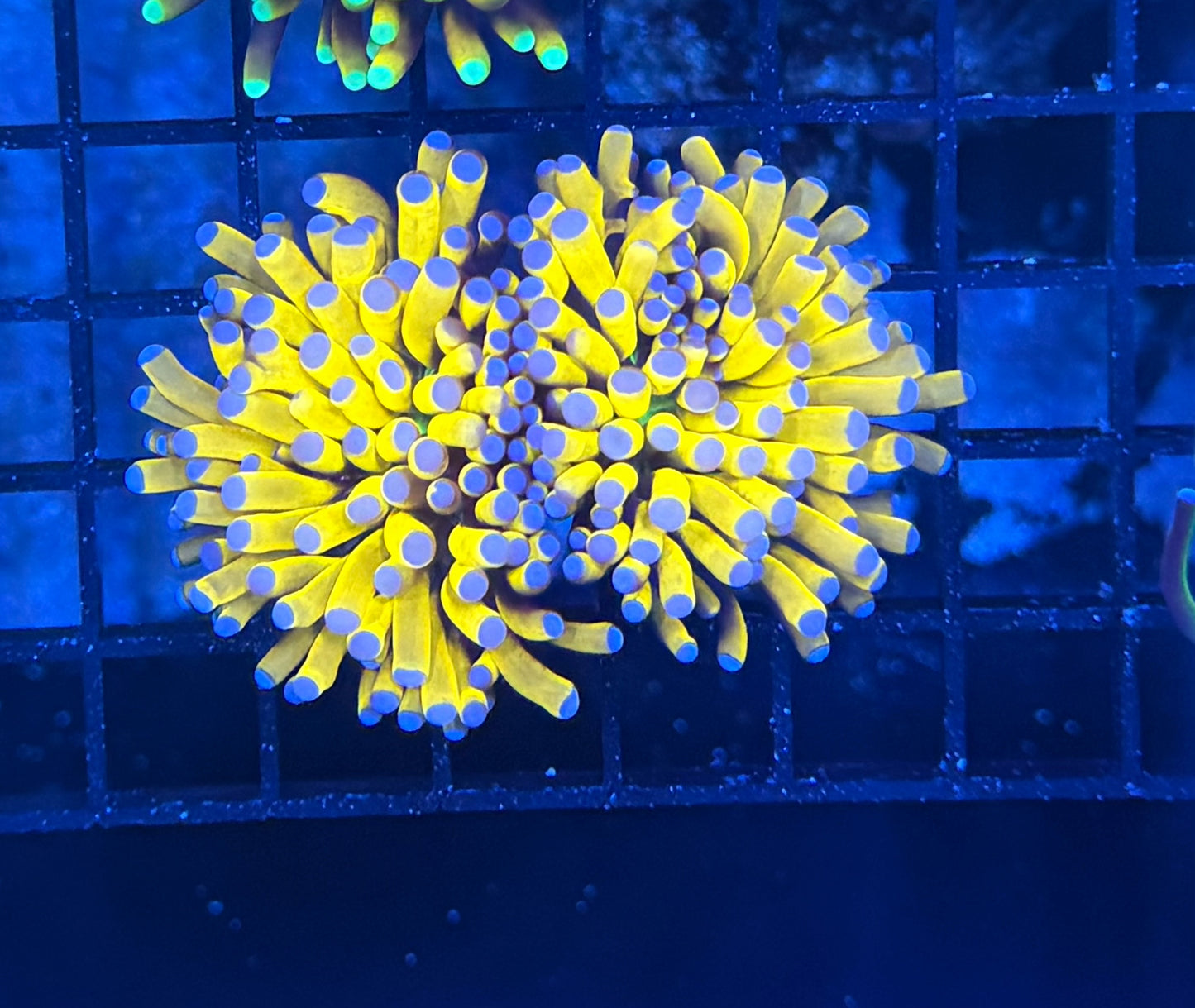 Banana grail large recovery head