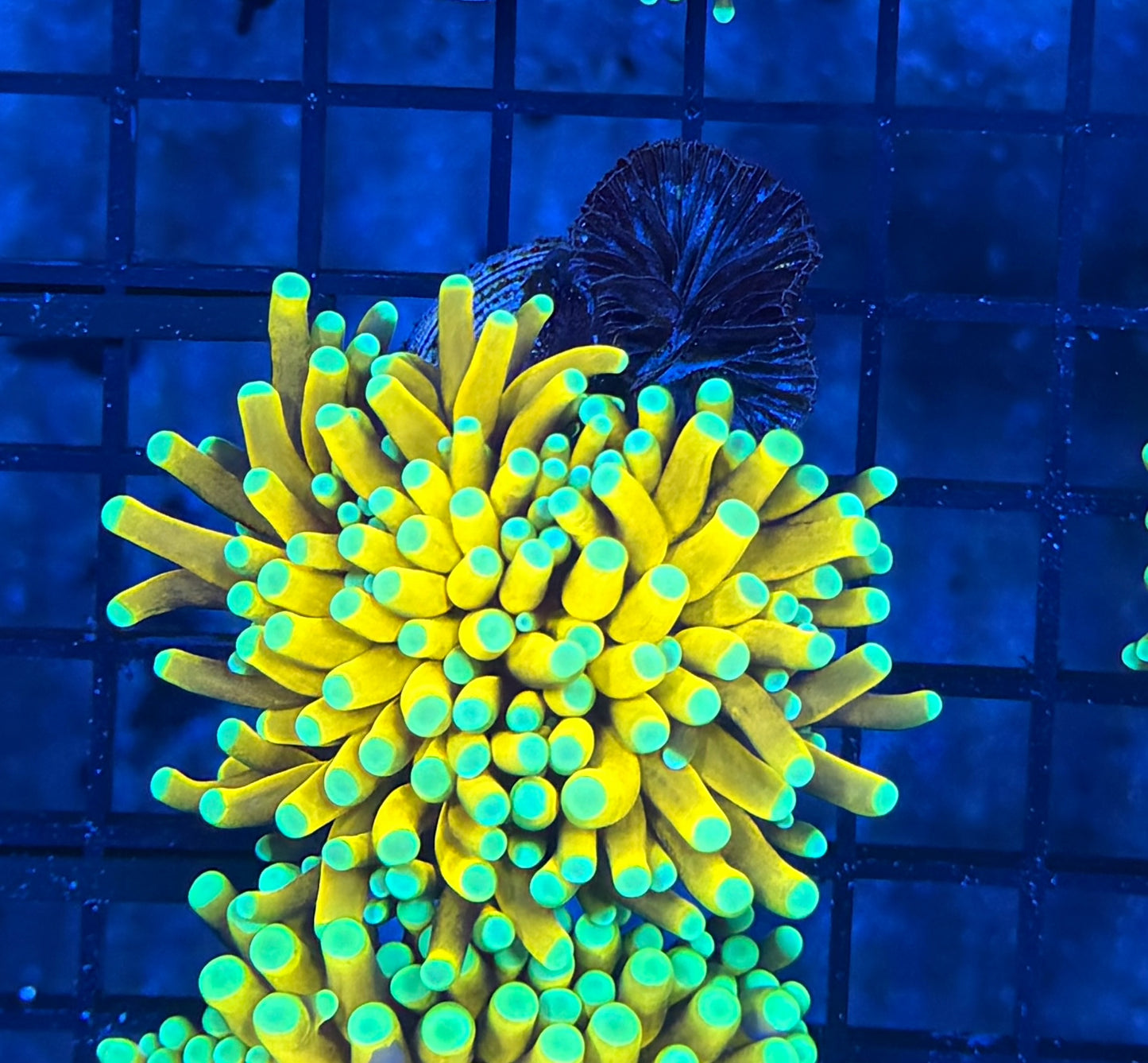 Asian banana recovery head