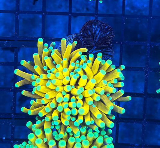 Asian banana recovery head