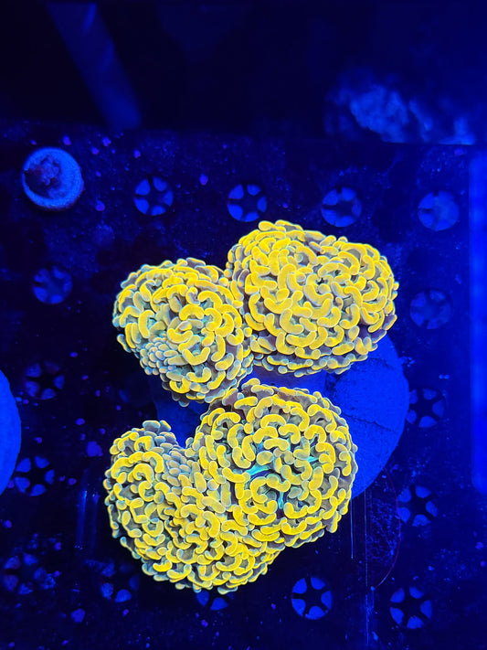 Malay fat head hammer colony