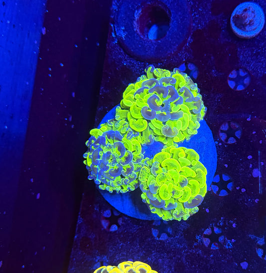 Malay fat head hammer colony