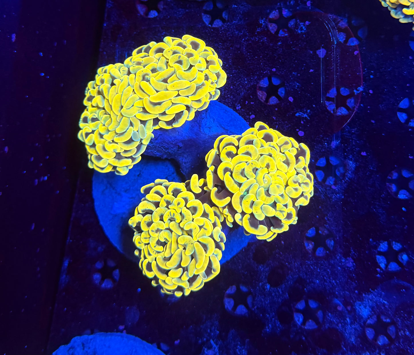 Malay fat head hammer colony