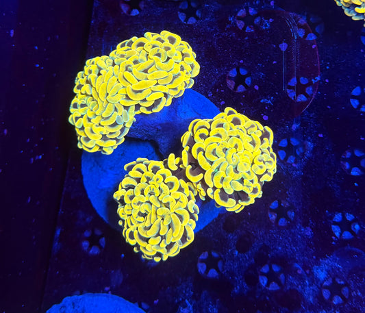 Malay fat head hammer colony