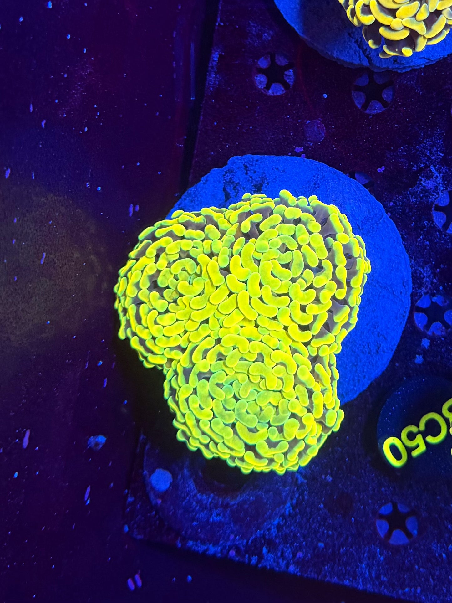 Malay fat head hammer colony