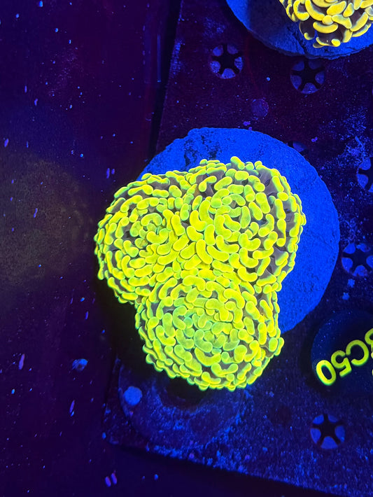 Malay fat head hammer colony