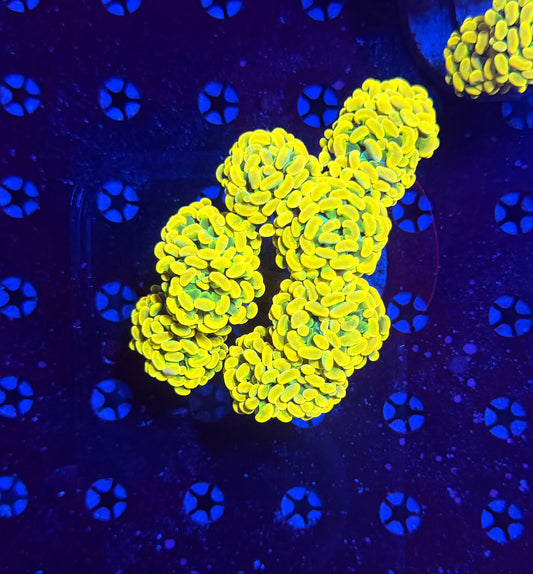 Willy wonka colony