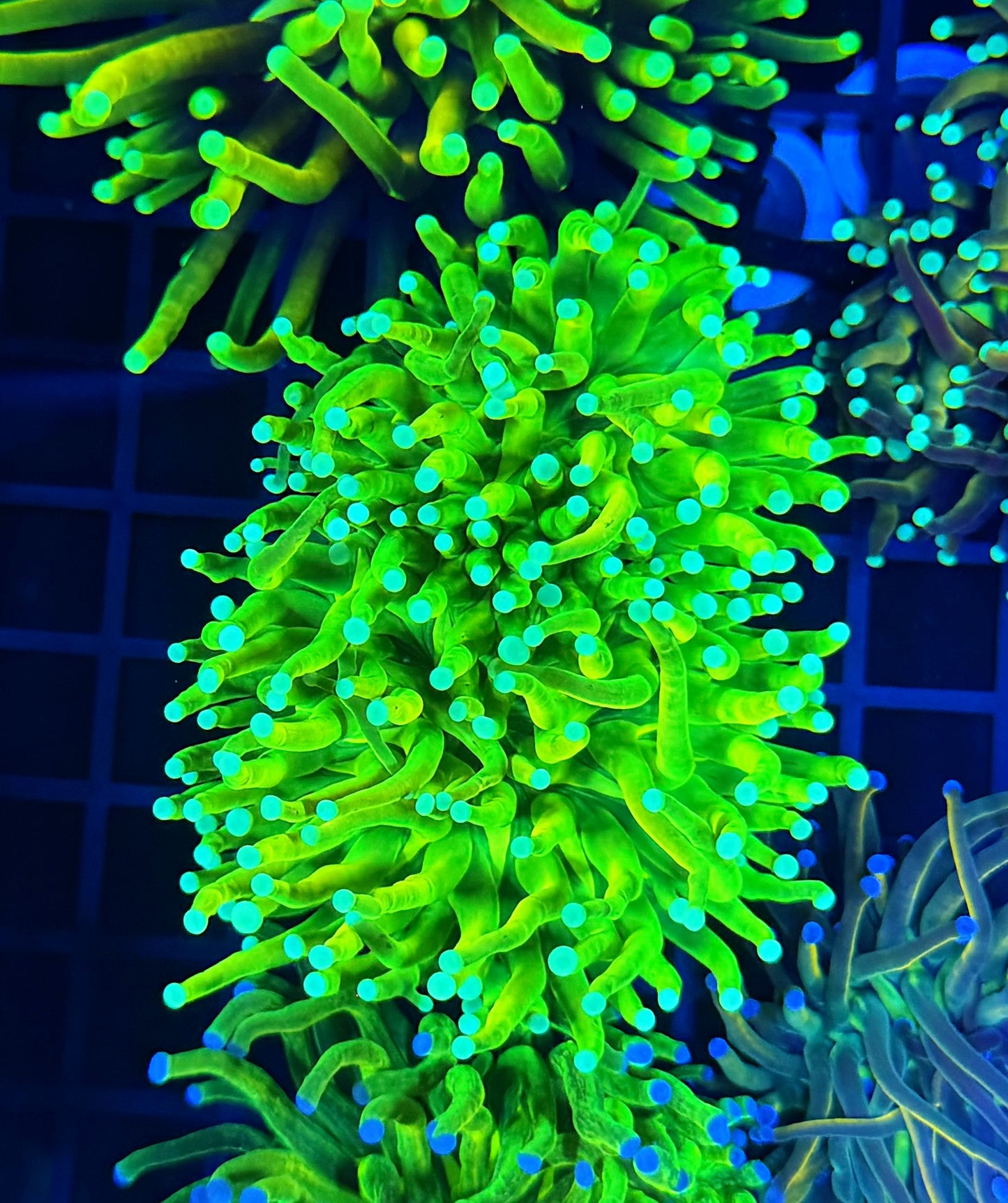 Teal tip master large special