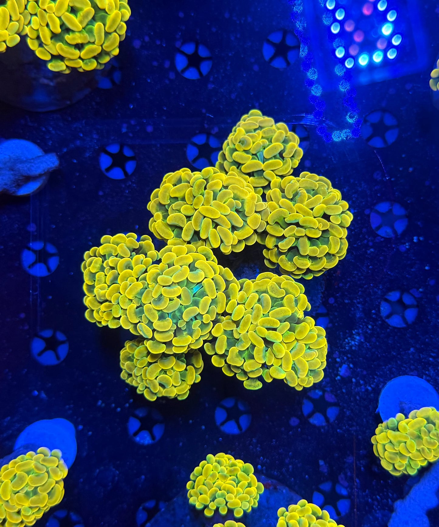 Willy wonka colony