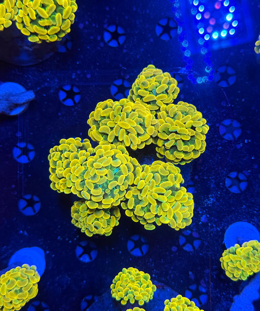 Willy wonka colony